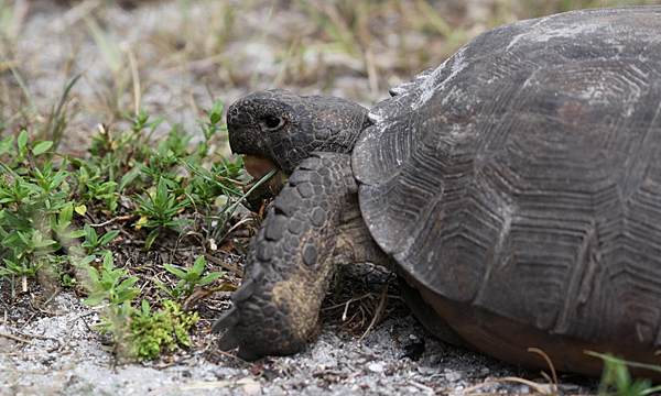 Gopher tortoise