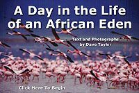A Day in the Life of an African Eden