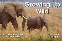 Growing Up Wild