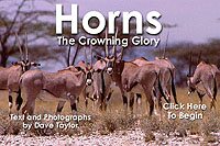 Horns, The Crowning Glory