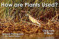 How Are Plants Used?