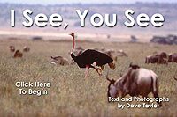 I See, You See