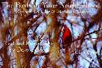 The Birds in Your Neighbourhood