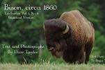 Bison Circa 1860