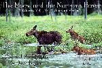 The Moose and the Northern Forest