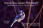 Have You Seen This Bird?