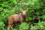 The Moose