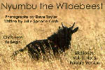 Nyumbu, The Wildebeest