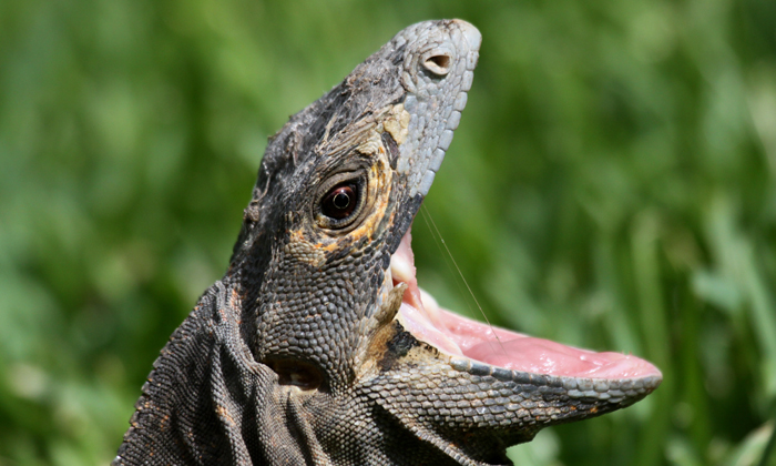 Spiny-tailed iguana