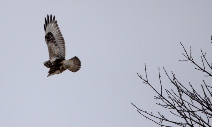 Rough-legged hawk