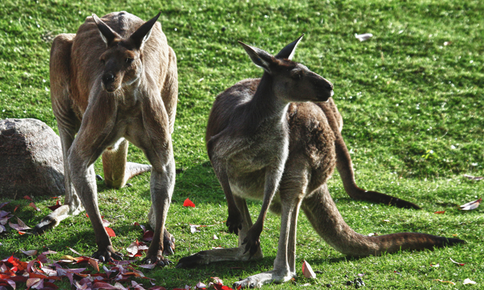 Red Kangaroo (cc)