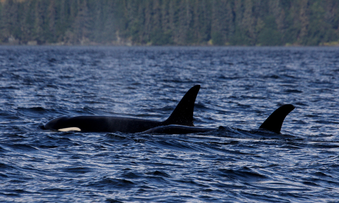 Orcas