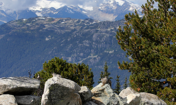 Hoary Marmot