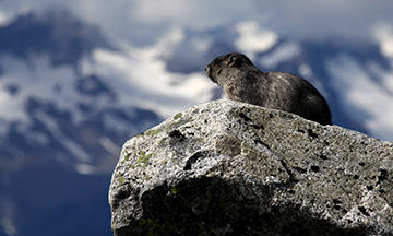 Hoary Marmot