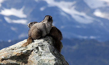 Hoary Marmot