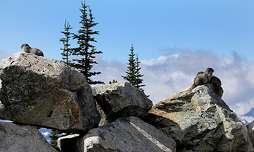 Hoary Marmot