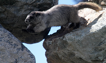 Hoary Marmot