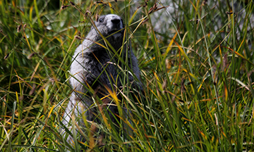 Hoary Marmot