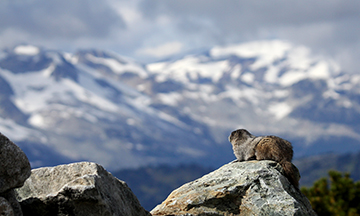 Hoary Marmot