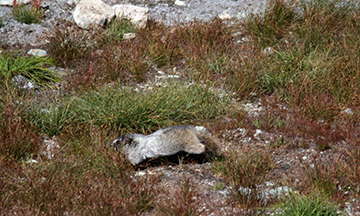 Hoary Marmot