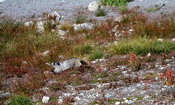 Hoary Marmot