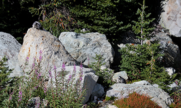 Hoary Marmot