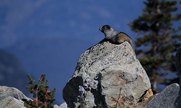Hoary Marmot
