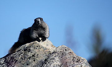 Hoary Marmot
