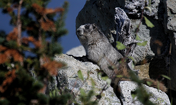 Hoary Marmot