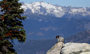 Hoary Marmot