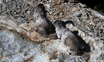 Hoary Marmot