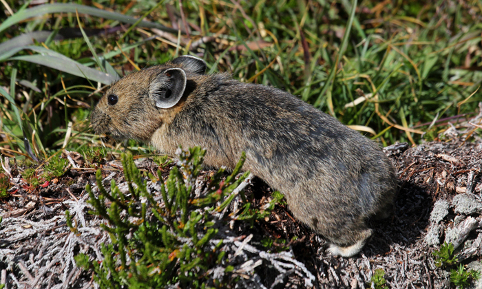 American Pika