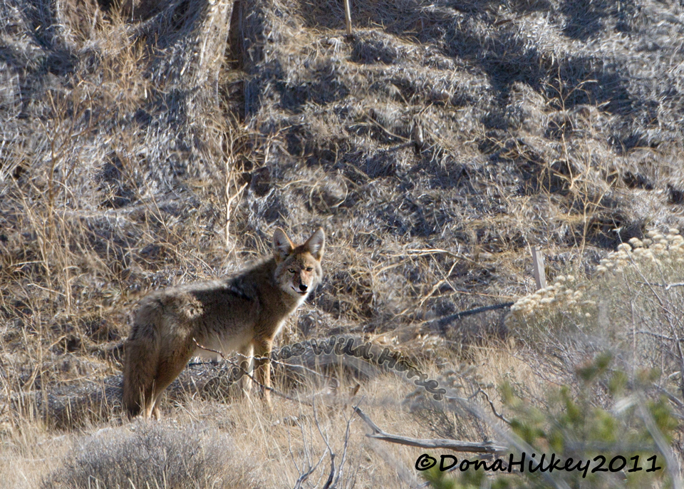 COYOTE