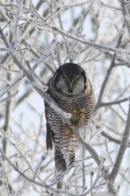 Northern Hawk Owls