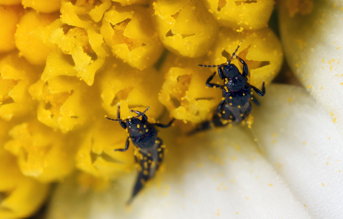 Thysanoptera.jpg