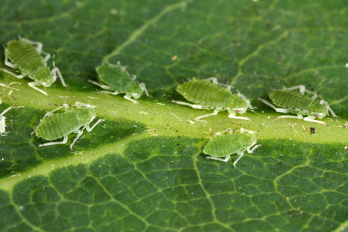 Tuberculatus-annulatus_colony.jpg