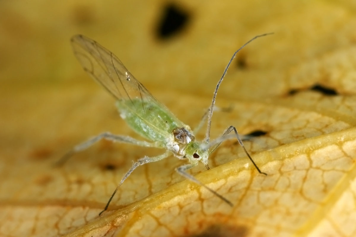 Euceraphis-betulae.jpg