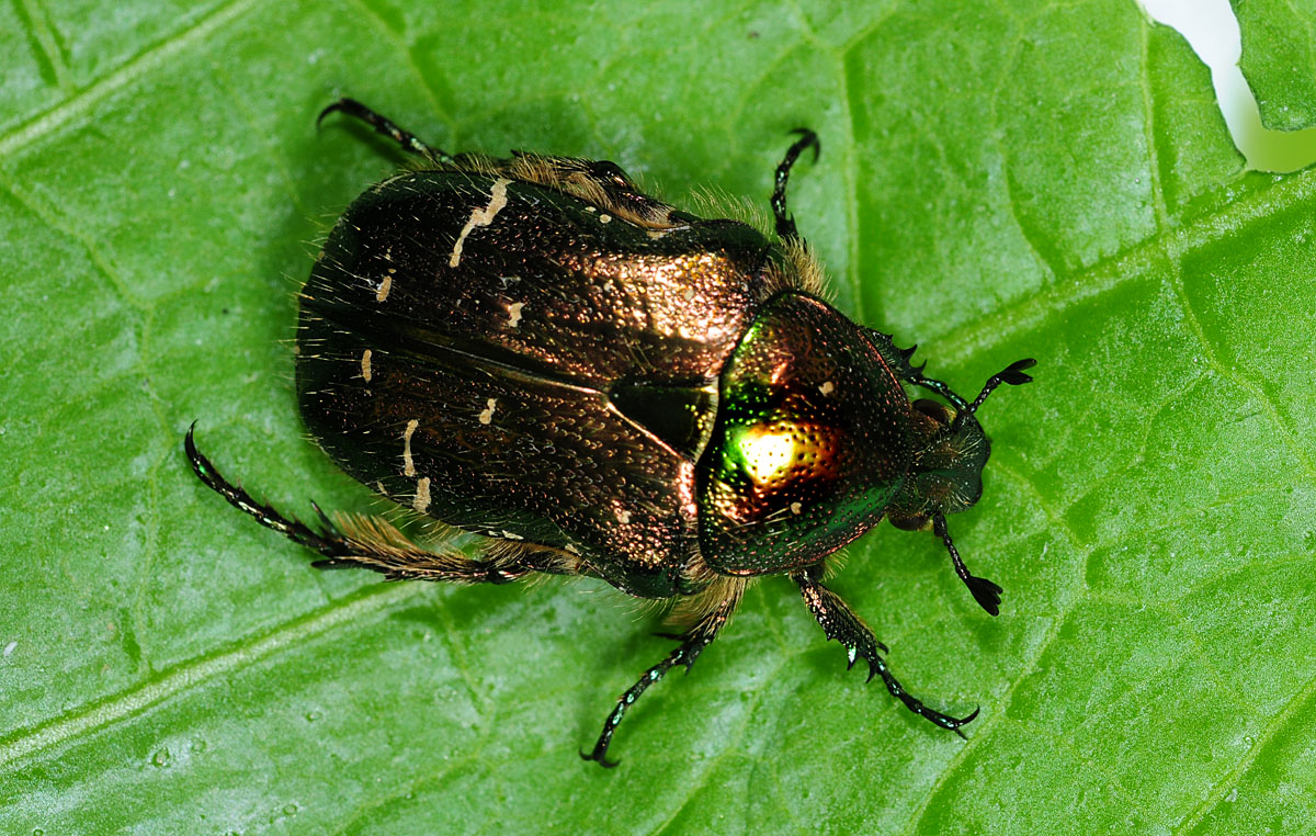 Cetonia_sp.jpg