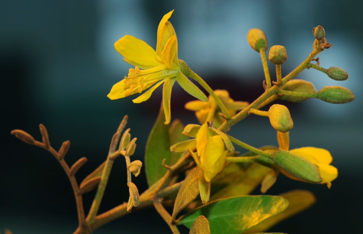 Yeheb-flowers.jpg