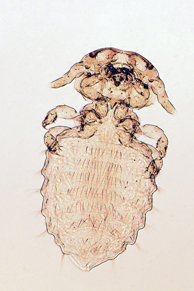Mallophaga.jpg