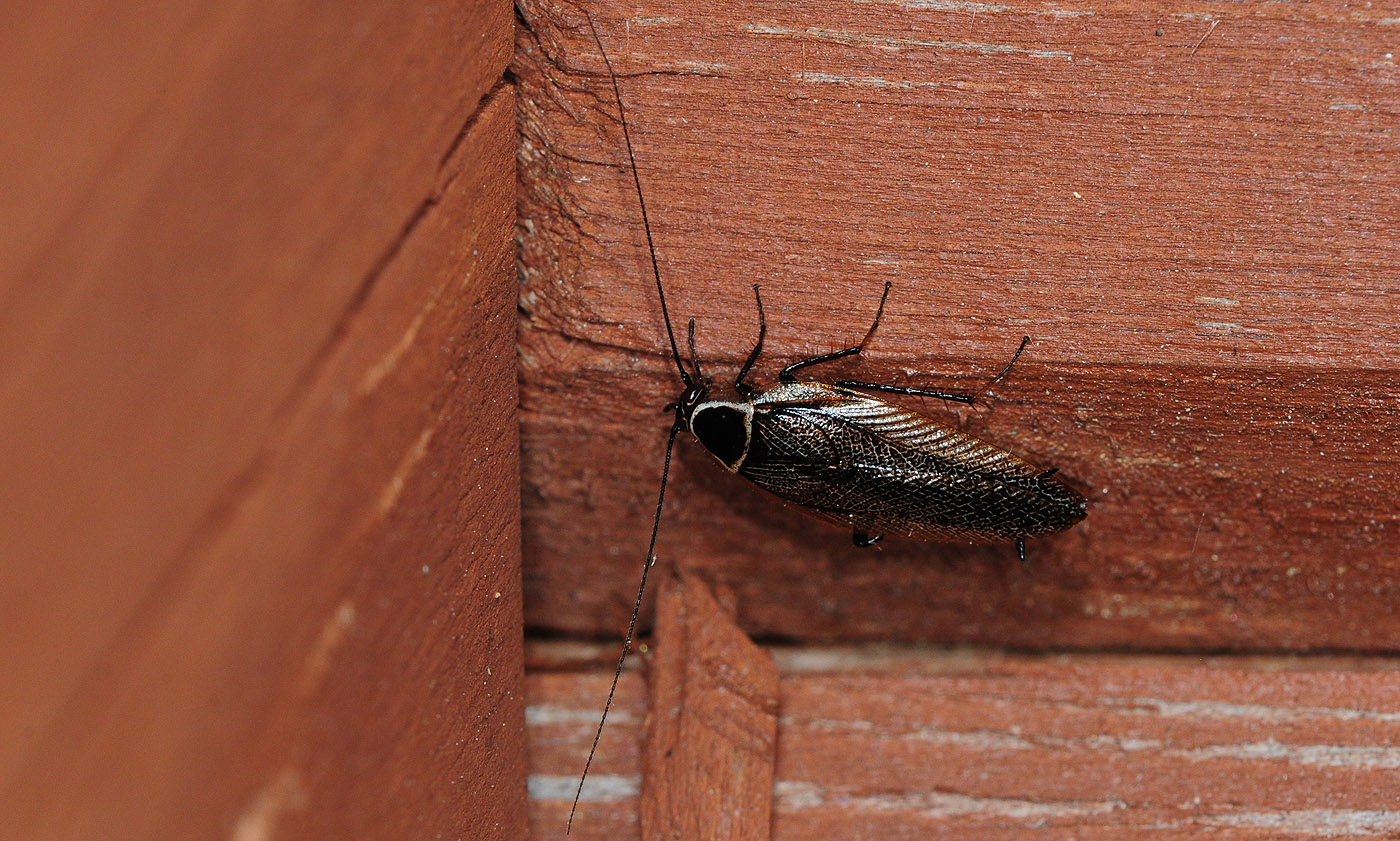 Ectobius-sylvestris_male.jpg