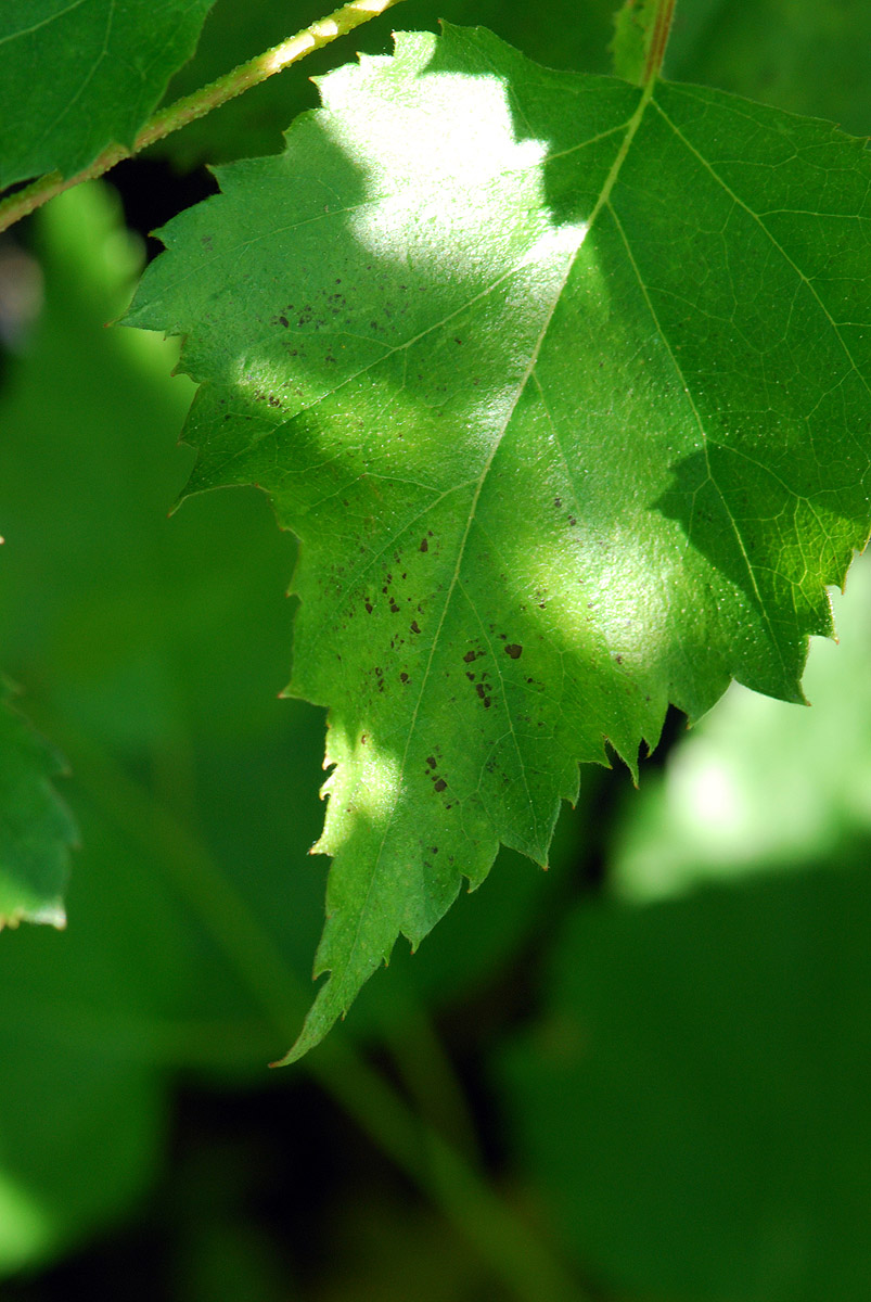 SunFlecks-O3-injury_in_Betula-pendula.jpg