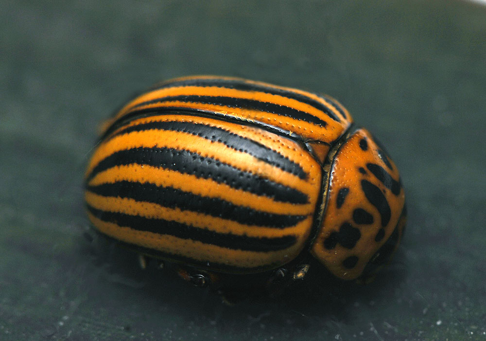 Leptinotarsa-decemlineata.jpg