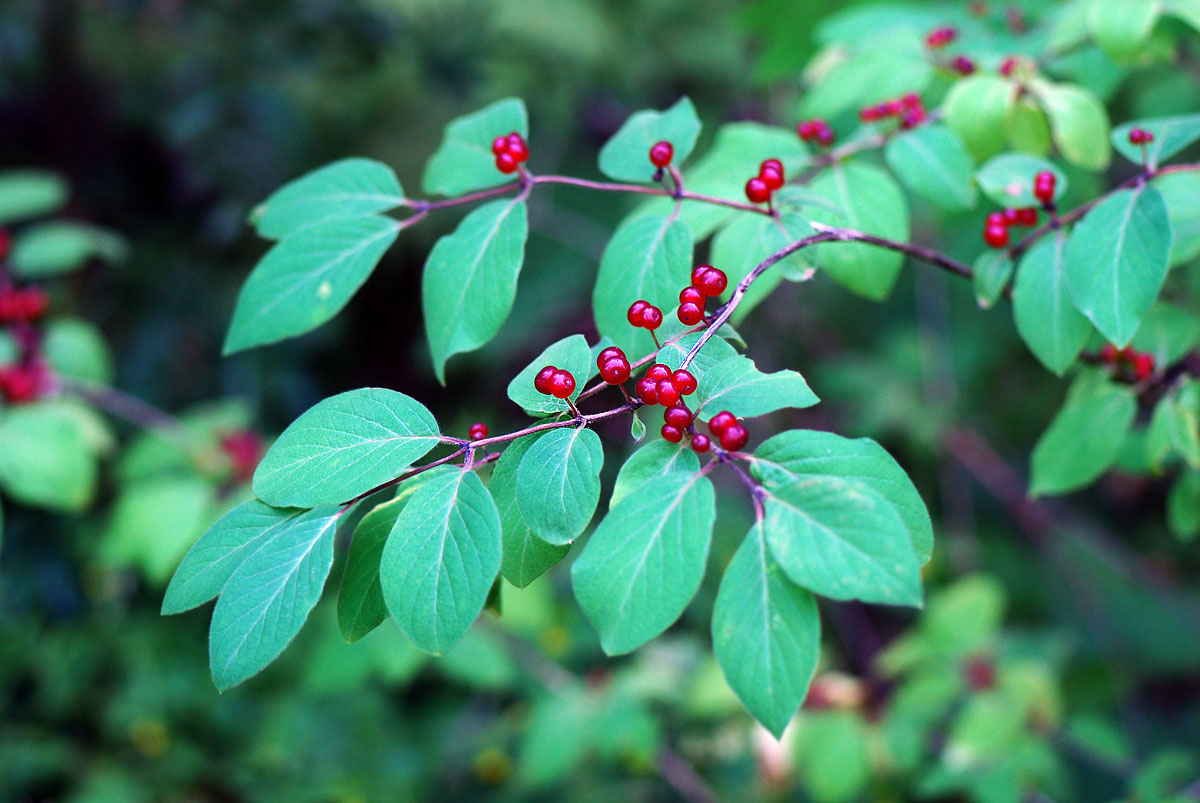 Lonicera-xylosteum.jpg