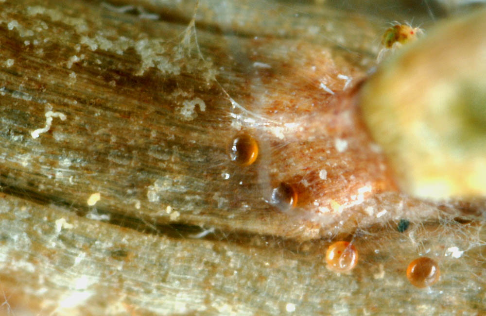 Oligonychus-eggs.jpg