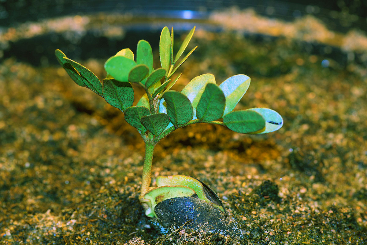 Cordeauxia-edulis.jpg