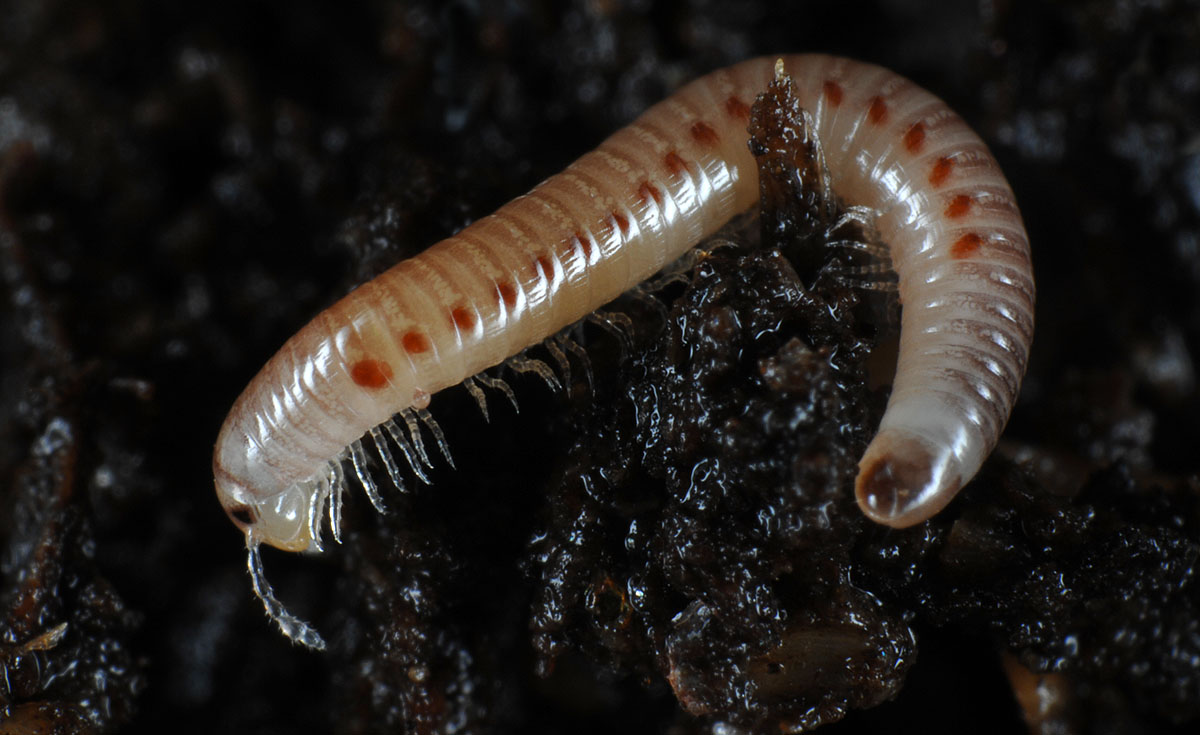 Diplopoda.jpg