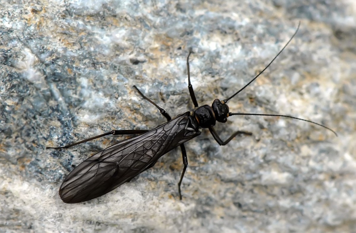 Plecoptera.jpg