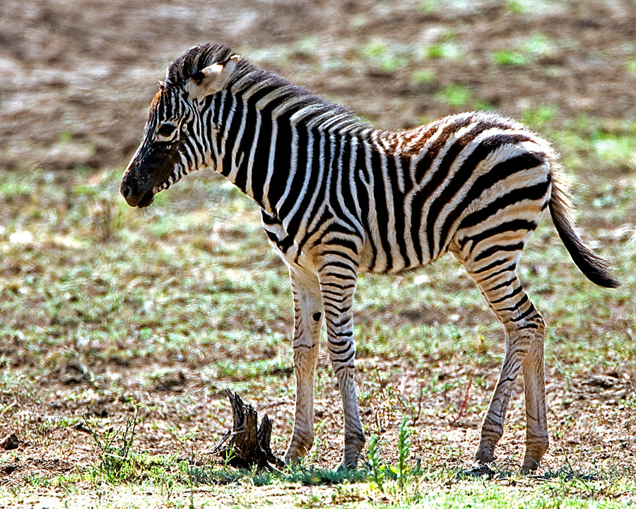 Newborn Zebra