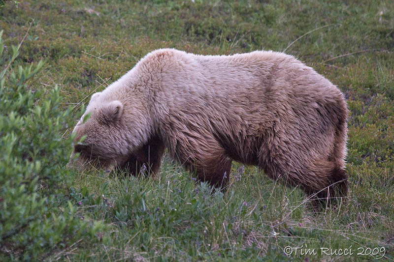 70825c   - Grizzly Bear sow